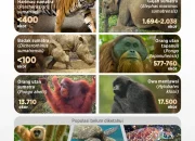 5 Satwa Ikonik Indonesia Terancam Punah: Kondisi Terkini dan Upaya Pelestarian