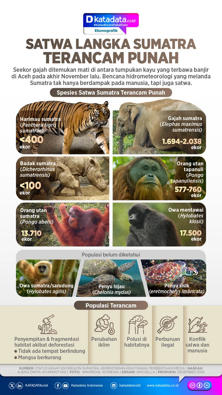 5 Satwa Ikonik Indonesia Terancam Punah: Kondisi Terkini dan Upaya Pelestarian