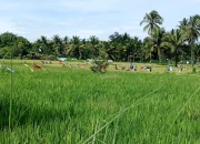 Bentrok Walenrang Guncang Panen Padi, Harga Gabah Anjlok dalam Dua Hari