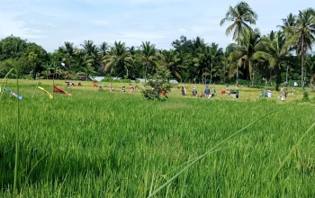 Bentrok Walenrang Guncang Panen Padi, Harga Gabah Anjlok dalam Dua Hari