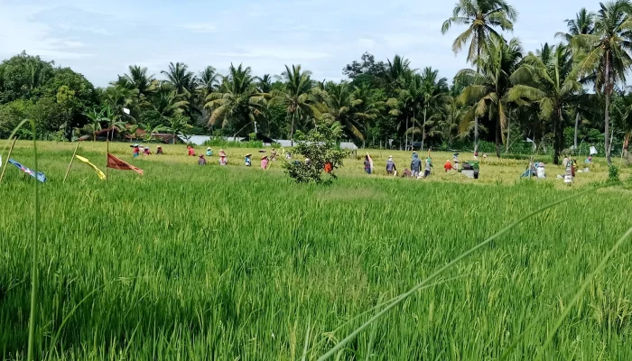 Bentrok Walenrang Guncang Panen Padi, Harga Gabah Anjlok dalam Dua Hari