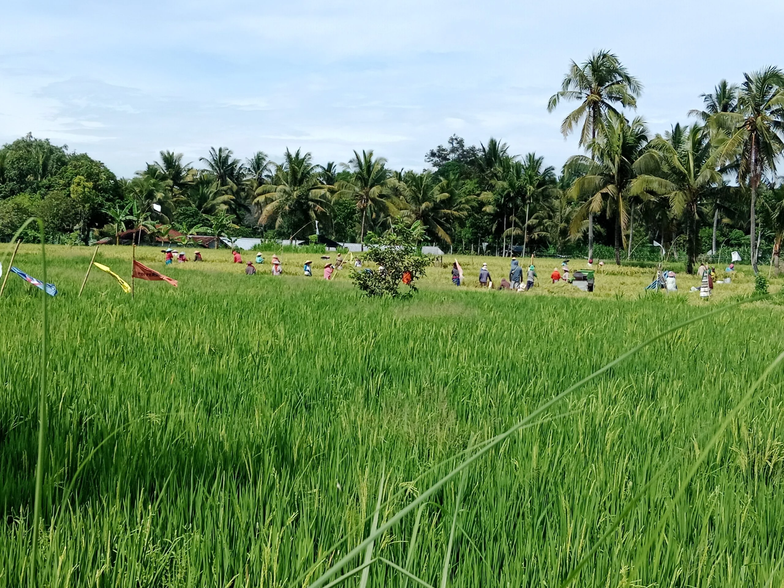 Bentrok Walenrang Guncang Panen Padi, Harga Gabah Anjlok dalam Dua Hari