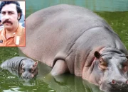 Kolombia Siapkan Pemusnahan 80 Kuda Nil Liar Turunan Escobar untuk Lindungi Ekosistem dan Warga