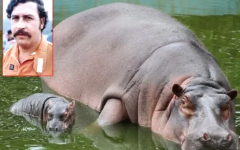 Kolombia Siapkan Pemusnahan 80 Kuda Nil Liar Turunan Escobar untuk Lindungi Ekosistem dan Warga