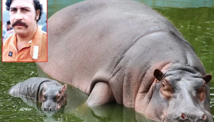 Kolombia Siapkan Pemusnahan 80 Kuda Nil Liar Turunan Escobar untuk Lindungi Ekosistem dan Warga