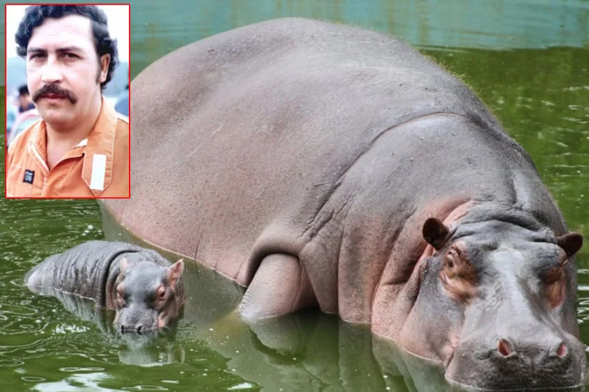 Kolombia Siapkan Pemusnahan 80 Kuda Nil Liar Turunan Escobar untuk Lindungi Ekosistem dan Warga