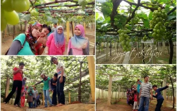 Pafos: Dari Ladang Anggur ke Lapangan Hijau, Cerita Kota yang Menyatu dengan Sepak Bola dan Tradisi