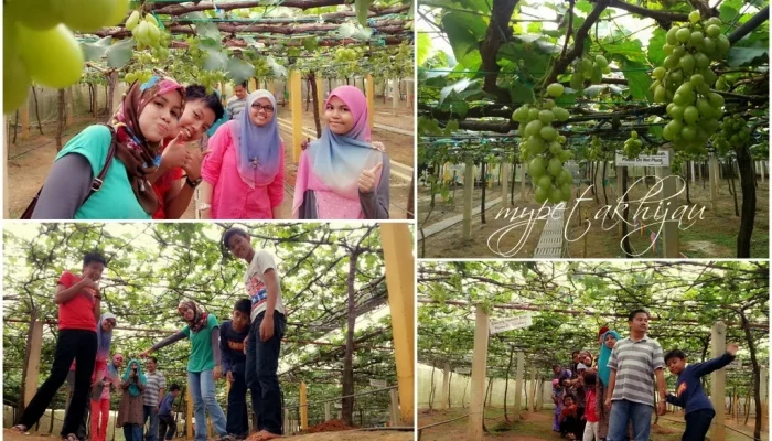 Pafos: Dari Ladang Anggur ke Lapangan Hijau, Cerita Kota yang Menyatu dengan Sepak Bola dan Tradisi