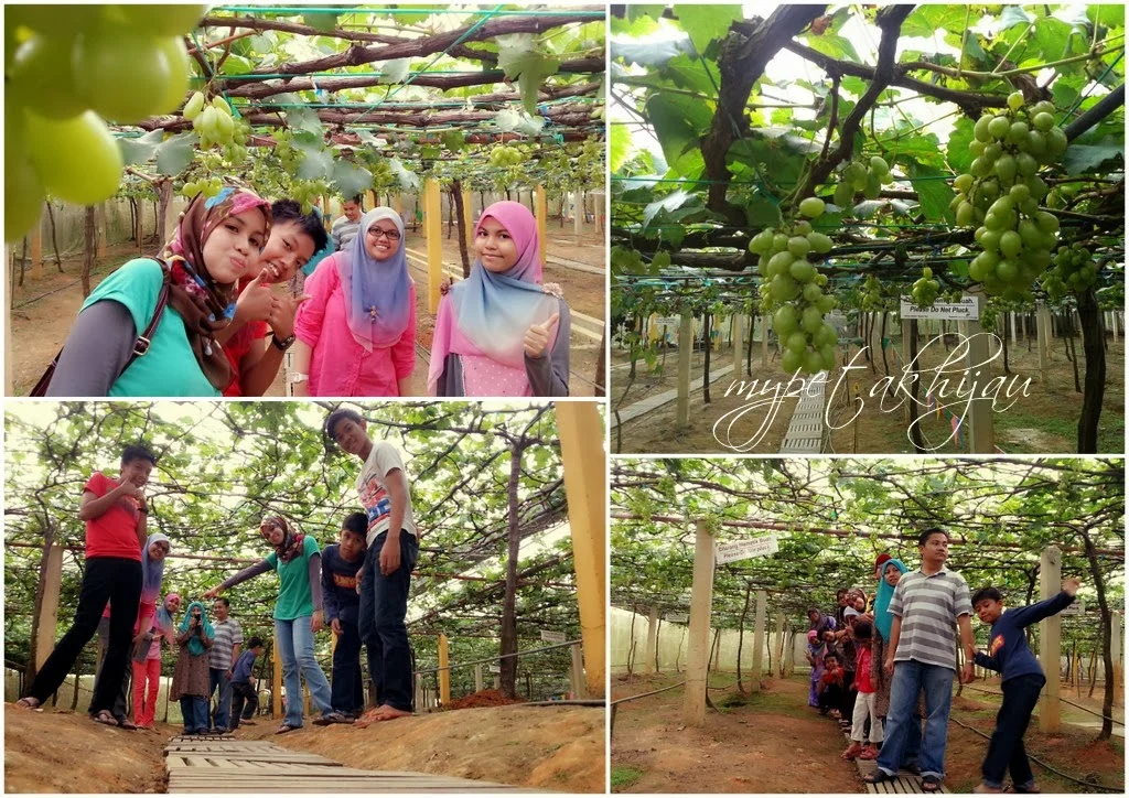 Pafos: Dari Ladang Anggur ke Lapangan Hijau, Cerita Kota yang Menyatu dengan Sepak Bola dan Tradisi