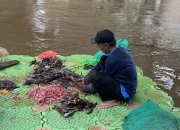 Penangkapan Ikan Sapu-sapu Gubernur Pramono Disorot DPRD: Lebih dari Sekadar Seremonial