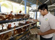 Santi Yusuf, Peternak Ayam Petelur Gorontalo Bertahan 20 Tahun: Inspirasi Ekonomi Keluarga