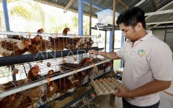 Santi Yusuf, Peternak Ayam Petelur Gorontalo Bertahan 20 Tahun: Inspirasi Ekonomi Keluarga