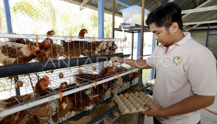 Santi Yusuf, Peternak Ayam Petelur Gorontalo Bertahan 20 Tahun: Inspirasi Ekonomi Keluarga
