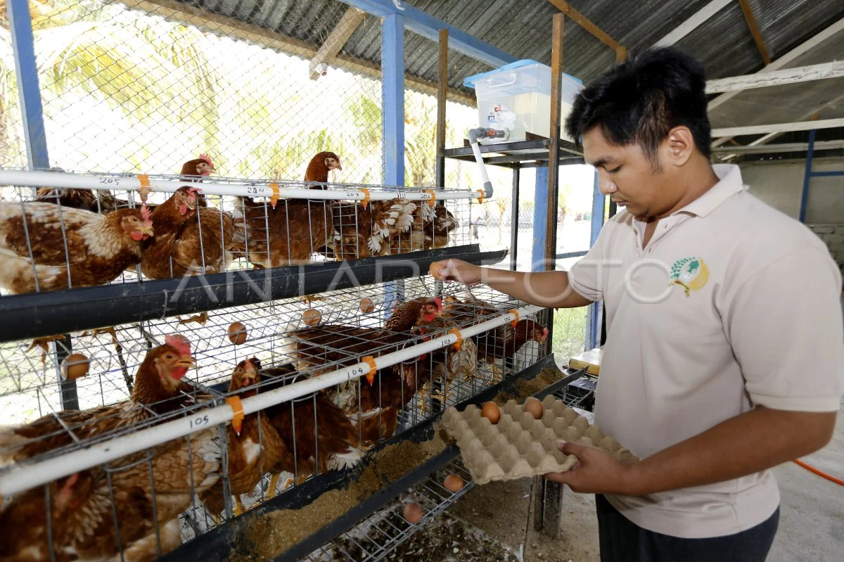 Santi Yusuf, Peternak Ayam Petelur Gorontalo Bertahan 20 Tahun: Inspirasi Ekonomi Keluarga