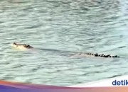 Buaya Serang Warga di Tinambung Polman Ditemukan Mati di Sungai Mandar, Diduga Diracun