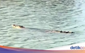 Buaya Serang Warga di Tinambung Polman Ditemukan Mati di Sungai Mandar, Diduga Diracun