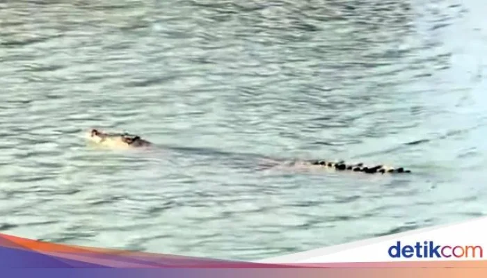 Buaya Serang Warga di Tinambung Polman Ditemukan Mati di Sungai Mandar, Diduga Diracun