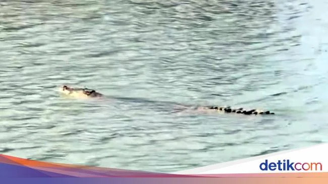 Buaya Serang Warga di Tinambung Polman Ditemukan Mati di Sungai Mandar, Diduga Diracun