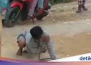 Dua Pemuda Bogor Tewas dan Kritis Setelah Dipatuk Ular Weling