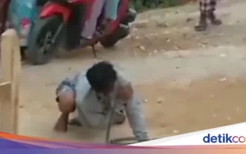 Dua Pemuda Bogor Tewas dan Kritis Setelah Dipatuk Ular Weling