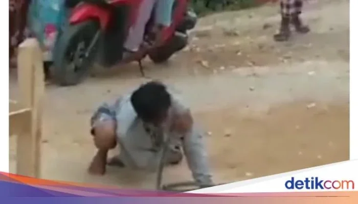 Dua Pemuda Bogor Tewas dan Kritis Setelah Dipatuk Ular Weling