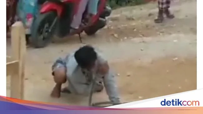 Dua Pemuda Bogor Tewas dan Kritis Setelah Dipatuk Ular Weling