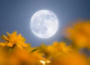 Flower Moon 2 Mei 2026: Waktu Terbaik, Cara Mengamati, dan Dampak Astronomis di Indonesia