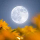 Flower Moon 2 Mei 2026: Waktu Terbaik, Cara Mengamati, dan Dampak Astronomis di Indonesia