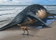 Fosil Raksasa 19 Meter: Nanaimoteuthis, Pemangsa Puncak Cretaceous yang Mengguncang Dunia Paleontologi