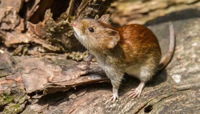 Hantavirus di Indonesia: Tidak Menular Antarmanusia, Didominasi Seoul Virus