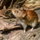 Hantavirus di Indonesia: Tidak Menular Antarmanusia, Didominasi Seoul Virus