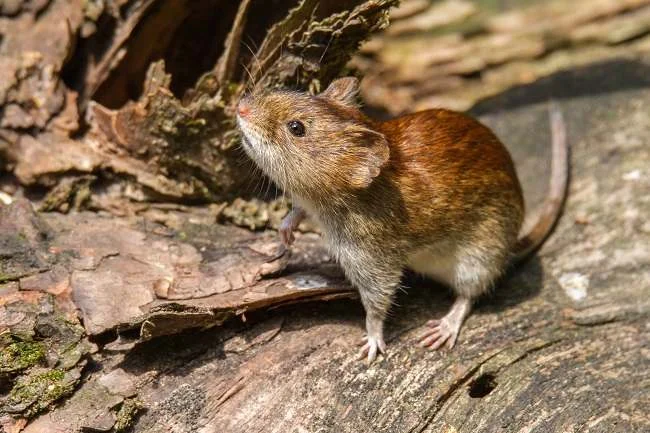 Hantavirus di Indonesia: Tidak Menular Antarmanusia, Didominasi Seoul Virus