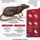 Hantavirus di Taiwan: Fakta dan Mitos
