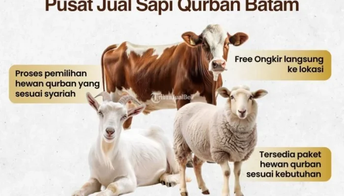 Harga Sapi Kurban 2026: Antara Kebutuhan dan Kepedulian Sosial