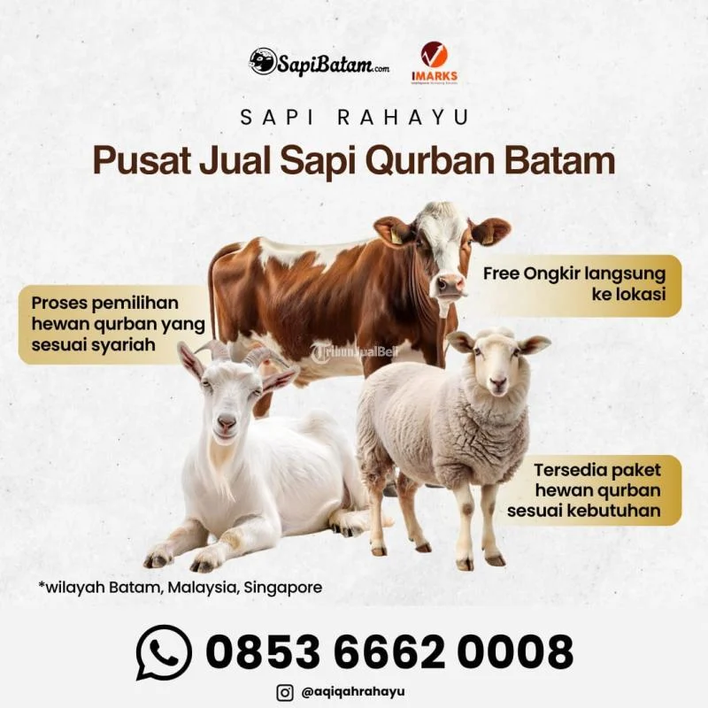 Harga Sapi Kurban 2026: Antara Kebutuhan dan Kepedulian Sosial