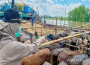 Karantina Kalsel Sertifikasi 6.836 Sapi Potong Menjelang Idul Adha