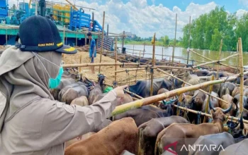 Karantina Kalsel Sertifikasi 6.836 Sapi Potong Menjelang Idul Adha