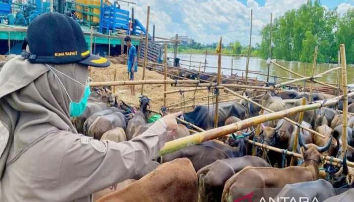 Karantina Kalsel Sertifikasi 6.836 Sapi Potong Menjelang Idul Adha