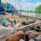 Karantina Kalsel Sertifikasi 6.836 Sapi Potong Menjelang Idul Adha