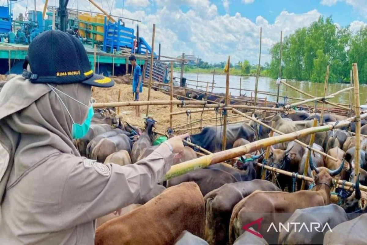 Karantina Kalsel Sertifikasi 6.836 Sapi Potong Menjelang Idul Adha