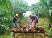 Ketahanan Energi Jadi Fokus Pengelolaan Industri Kelapa Sawit