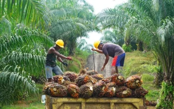 Ketahanan Energi Jadi Fokus Pengelolaan Industri Kelapa Sawit