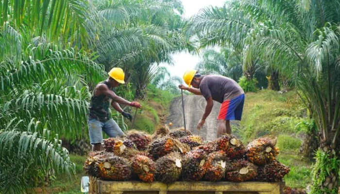 Ketahanan Energi Jadi Fokus Pengelolaan Industri Kelapa Sawit