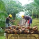 Ketahanan Energi Jadi Fokus Pengelolaan Industri Kelapa Sawit