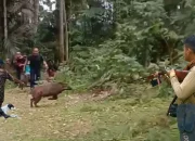Memburu Pembunuh di Hutan: Petualangan Berburu Babi Hutan