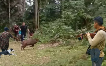 Memburu Pembunuh di Hutan: Petualangan Berburu Babi Hutan