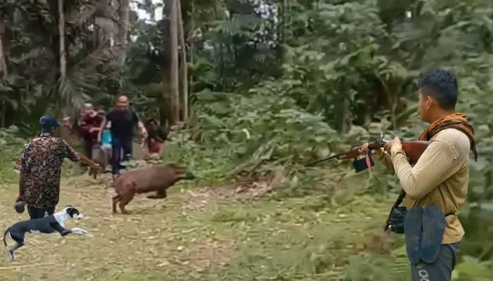 Memburu Pembunuh di Hutan: Petualangan Berburu Babi Hutan