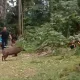 Memburu Pembunuh di Hutan: Petualangan Berburu Babi Hutan