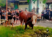Misteri Sosok 'TIW' yang Kirim Sapi Kurban 1,1 Ton ke Masjid Dekat Rumah Amien Rais