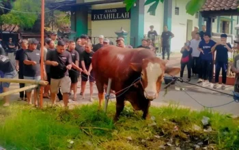 Misteri Sosok 'TIW' yang Kirim Sapi Kurban 1,1 Ton ke Masjid Dekat Rumah Amien Rais
